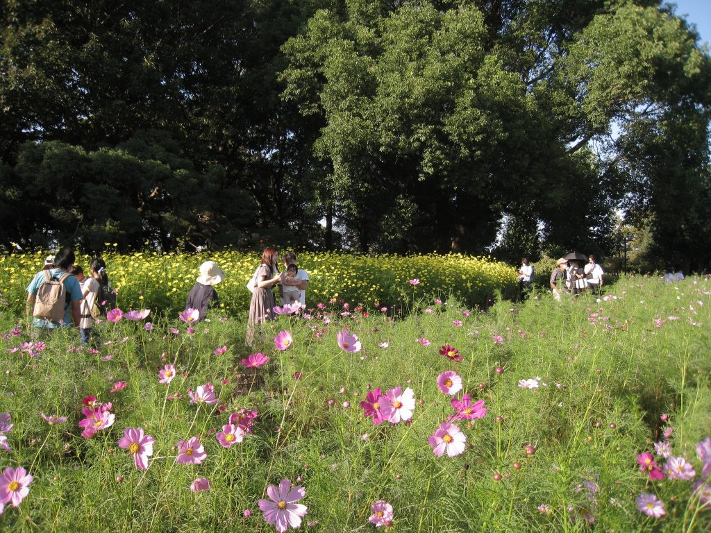 距離を保ちながらコスモスの開花を楽しむお客様（国営木曽三川公園、2021年10月）